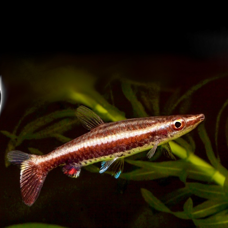 Nannobrycon eques   Potloodvis